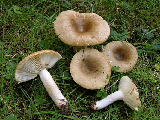 Russula praetervisa Sarnari 1998 (NON COMMESTIBILE) Foto Emilio Pini 