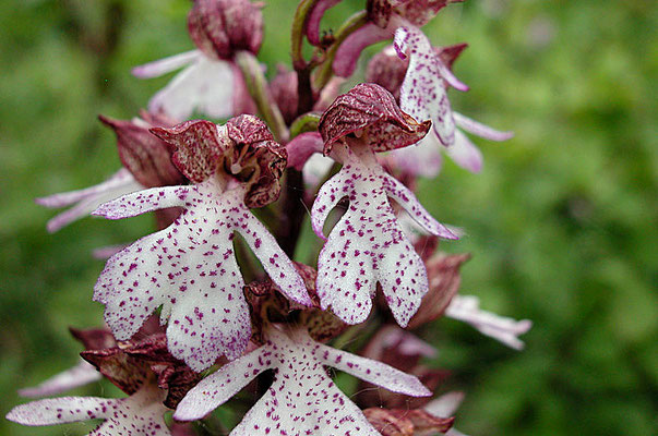 Orchis purpurea (Regione Emilia Romagna)