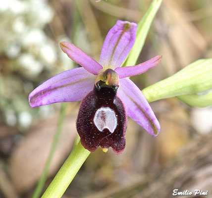 Ophrys ssp bertoloni subsp saratoi (Regione Liguria)