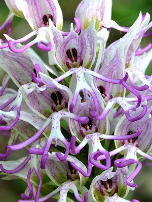 Orchis simia (Regione Lombardia)