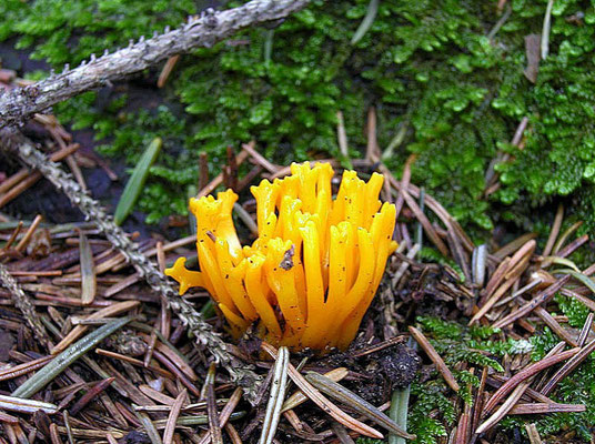 Calocera viscosa (Pers.) Fries (VELENOSO) Foto Emilio Pini