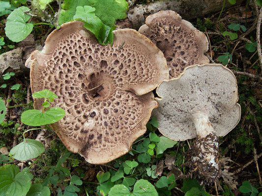 Sarcodon imbricatus (L.) P. Karst. (COMMESTIBILE)  Foto Emilio Pini