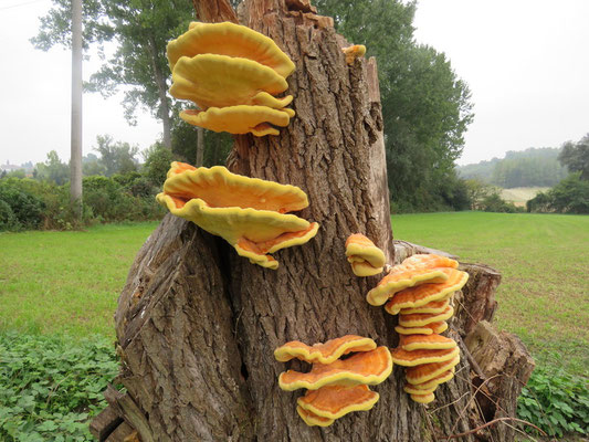 Laetiporus sulphureus (Bull.) Murrill (COMMESTIBILE)  Foto Angelo Maschio