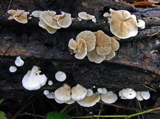 Crepidotus variabilis (Pers.) P. Kumm.  (NON COMMESTIBILE)  Foto Emilio Pini 