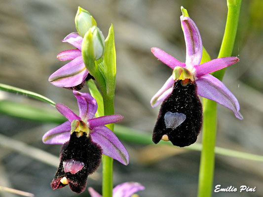 Ophrys benacensis