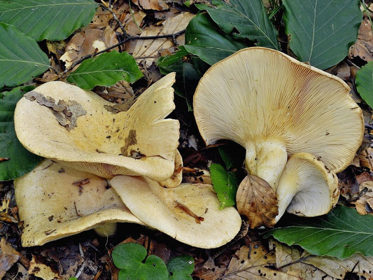 Lactarius illyricus Piltaver (NON COMMESTIBILE) Foto Emilio Pini  