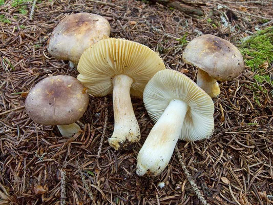 Russula puellaris Fr. 1838 (COMMESTIBILE) foto Emilio Pini