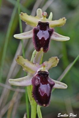 Ophrys bertoloni x Ophrys promontori 