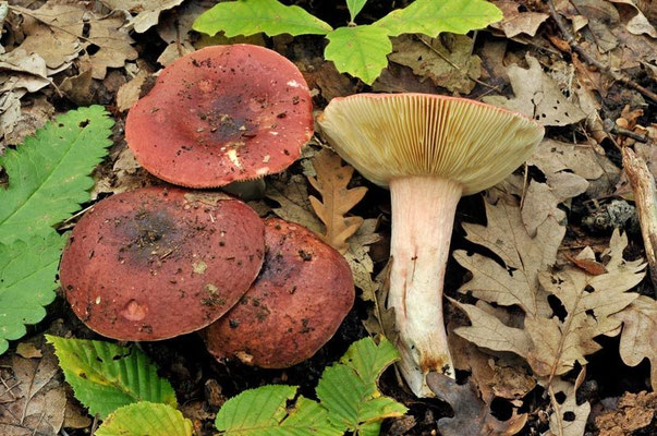 Russula vinosobrunnea (Bres.) Romagn. 1967 (COMMESTIBILE) Foto Emilio Pini 