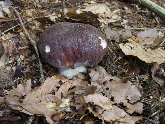 Boletus pinophilus Pilat & Dermek (COMMESTIBILE) Foto Emilio Pini
