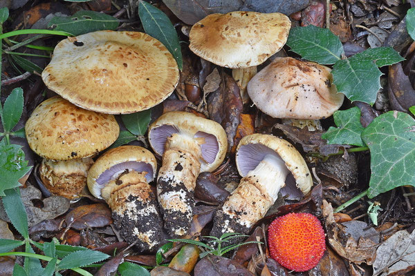 Cortinarius caligatus Malençon (COMMESTIBILE) Foto Emilio Pini