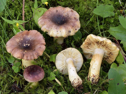 Russula puellaris Fr. 1838 (COMMESTIBILE) foto Emilio Pini