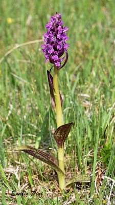 Dactilorhyza cruenta (Regione Lombardia)