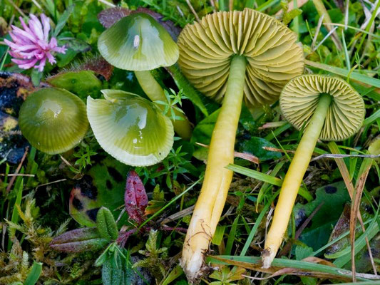 Hygrocybe psittacina (Schaeff.) P. Kumm. (COMMESTIBILE)  Foto Emilio Pini 