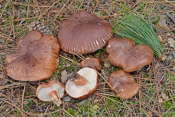 Tricholoma fracticum (Britzelm.) Kreisel (NON COMMESTIBILE) Foto Emilio Pini