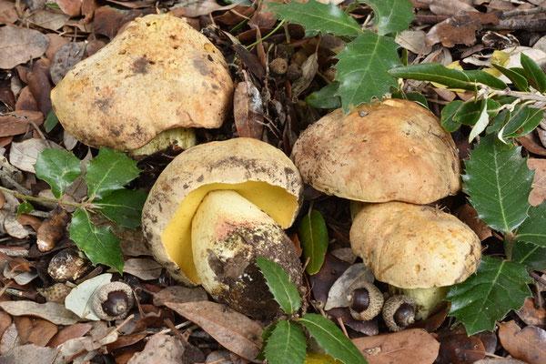 Boletus impolitus Fr. (COMMESTIBILE)  Foto Emilio Pini