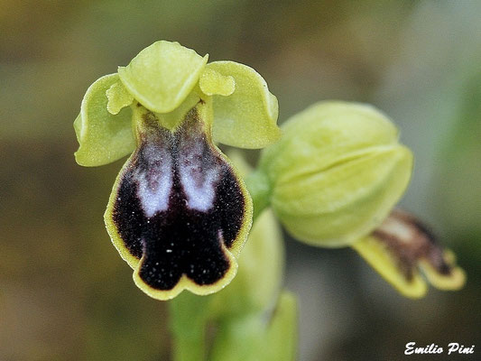 Ophrys ortuabis (Regione Sardegna)