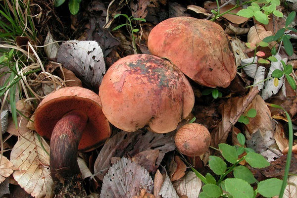 Boletus queletii Schulzer (COMMESTIBILE) Foto Emilio Pini