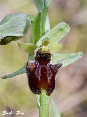 Ophrys classica (Regione Puglia)