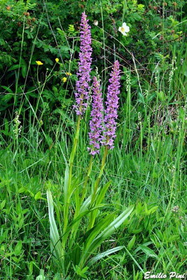 Gymnadenia longifolia (Regione Emilia Romagna)