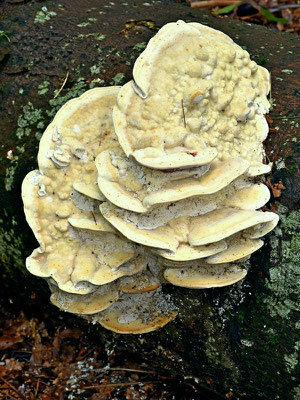 Trametes gibbosa (Pers.) Fries (NON COMMESTIBILE) Foto Emilio Pini 