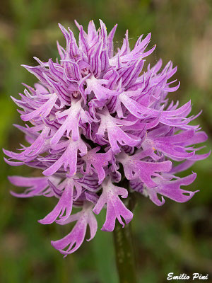 Orchis italica (Regione Puglia)