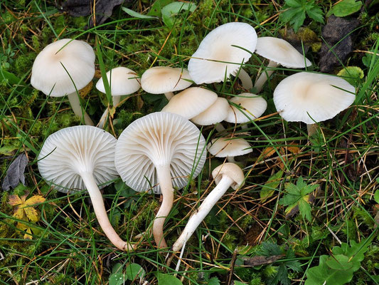 Hygrocybe ochraceopallida P.D. Orton (COMMESTIBILE) Foto Emilio Pini