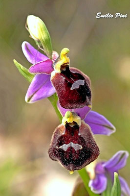 Ophrys biscutella (Regione Puglia)