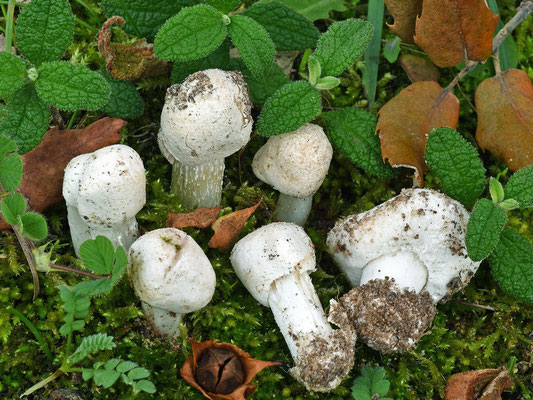 Amanita torrendii Justo (NON COMMESTIBILE) Foto Emilio Pini