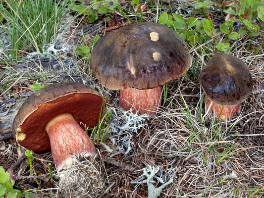 Boletus erythropus Persoon ss. Fries (COMMESTIBILE) Foto Emilio Pini