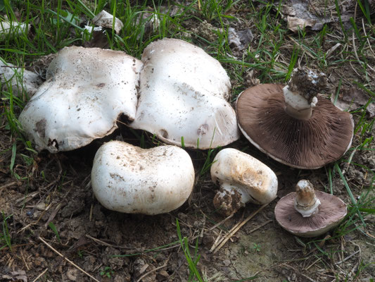 Agaricus bitorquis (Quél.) Saccardo (COMMESTIBILE) Foto Stefano Gatti