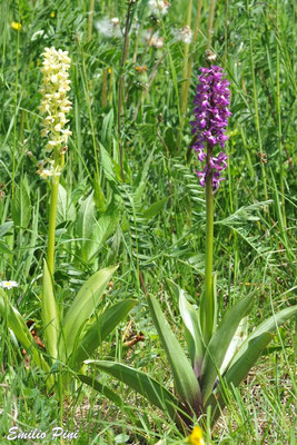 Ophrys speciosa x Ophrys pallens Regione Lombardia