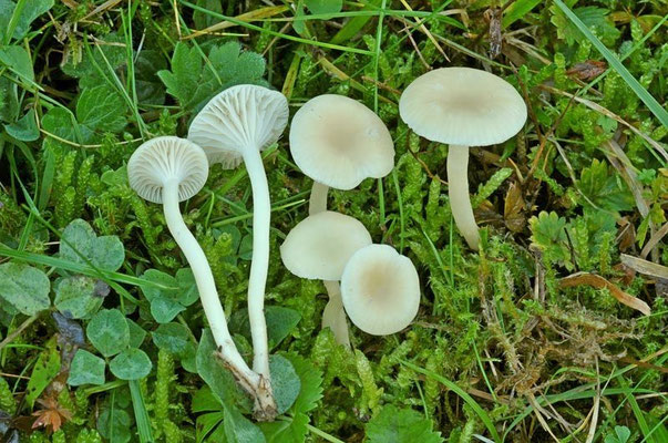 Hygrocybe russocoriacea (Berk. & T.K. Mill.) P.D. Orton & Watling  (COMMESTIBILE)  Foto Emilio Pini 