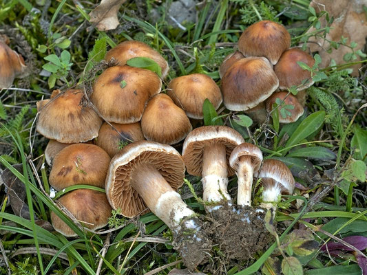 Cortinarius hinnuleus Fr (NON COMMESTIBILE) Foto Emilio Pini