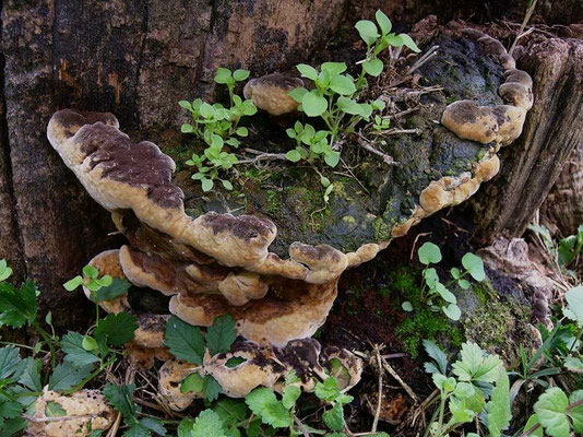 Phellinus torulosus (Pers.) Bourdot & Galzin 1925 (NON COMMESTIBILE) Foto Emilio Pini 