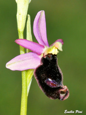 Ophrys benacensis