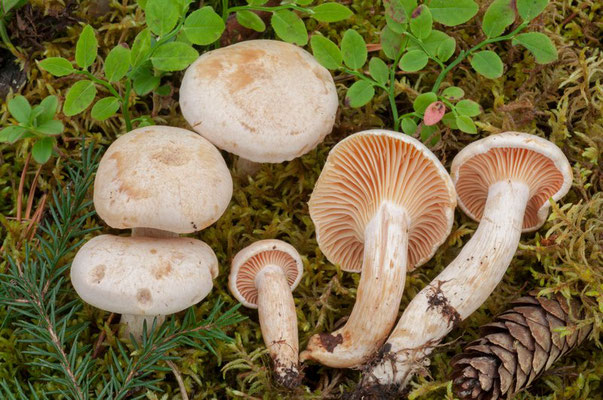 Hygrophorus karstenii Sacc. & Cub. (COMMESTIBILE) Foto Emilio Pini 