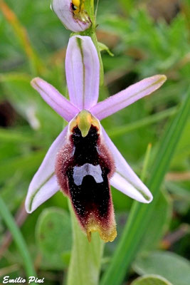 Ophrys lunulata (Regione Sicilia)