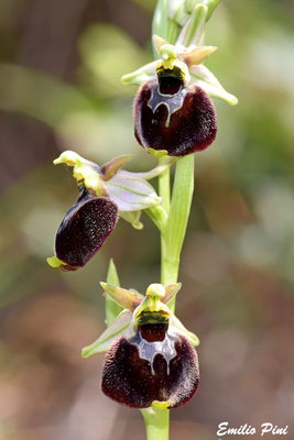 Ophrys morisi x Ophrys chestermanii