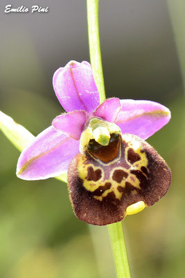 Ophrys pinguis