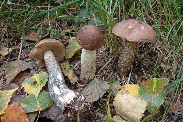 Leccinum scabrum (Bull.) Gray 1821 (COMMESTIBILE) Foto Emilio Pini