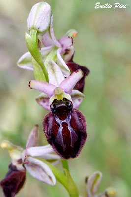 Ophrys gravinensis x Ophrys sipontensis