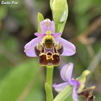 Ophrys vetula (Regione Liguria)