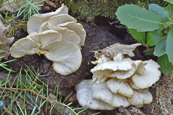 Pleurotus dryinus (Pers.) P. Kumm. 1871 (COMMESTIBILE) foto Emilio Pini 