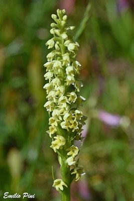 Pseudoorchis albida var. tricuspis (Regione Lombardia)