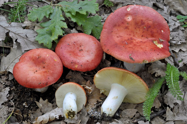 Russula maculata Quél. 1878 (NON COMMESTIBILE) Foto Emilio Pini