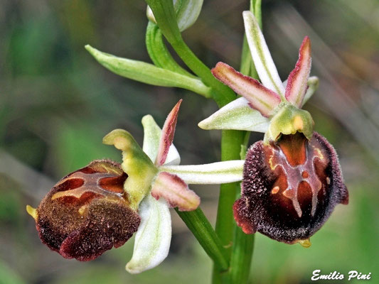 Ophrys exaltata ssp morisii (Regione Sardegna)