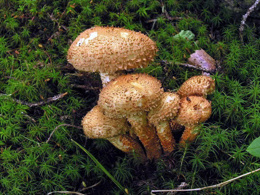 Pholiota squarrosa (Vahl) P. Kumm. 1871 (NON COMMESTIBILE) foto Emilio Pini 