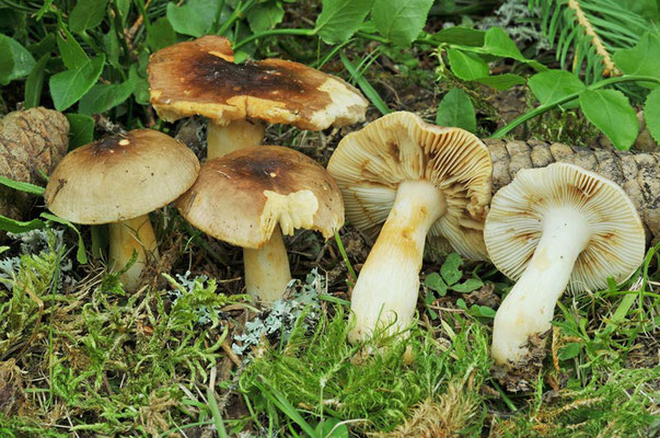 Russula puellaris Fr. 1838 (COMMESTIBILE) foto Emilio Pini