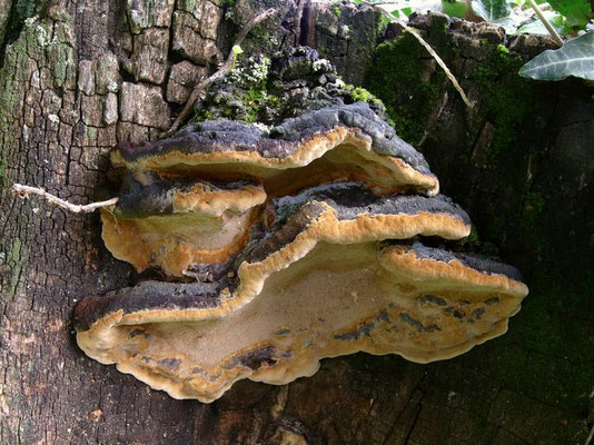 Phellinus torulosus (Pers.) Bourdot & Galzin 1925 (NON COMMESTIBILE) Foto Emilio Pini 
